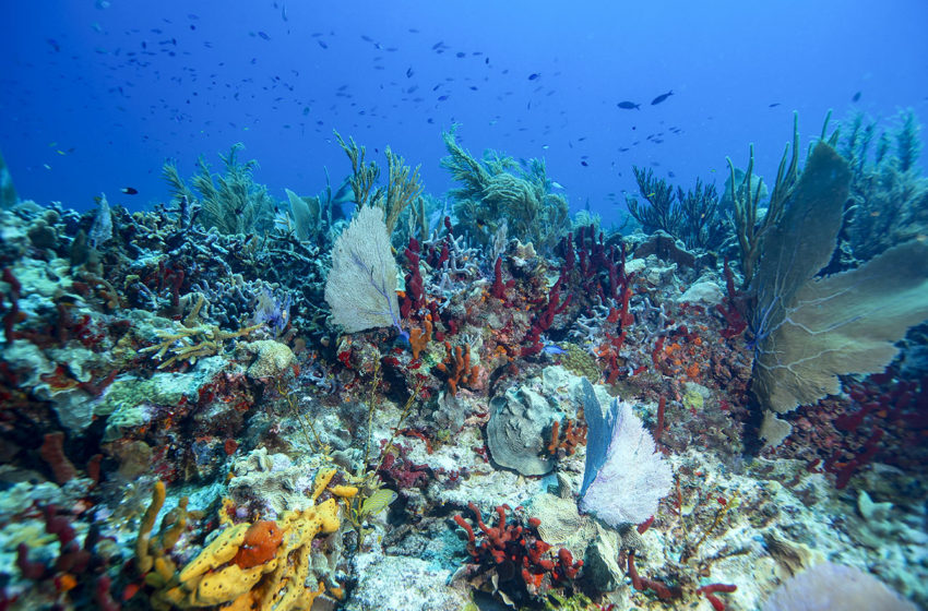 Diving in Puerto Morelos is diverse for any level